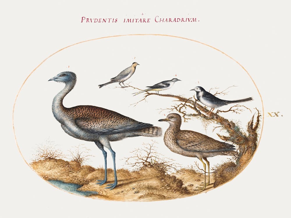 Regenpfeifer mit vier anderen Vögeln (1575–1580), Joris Hoefnagel