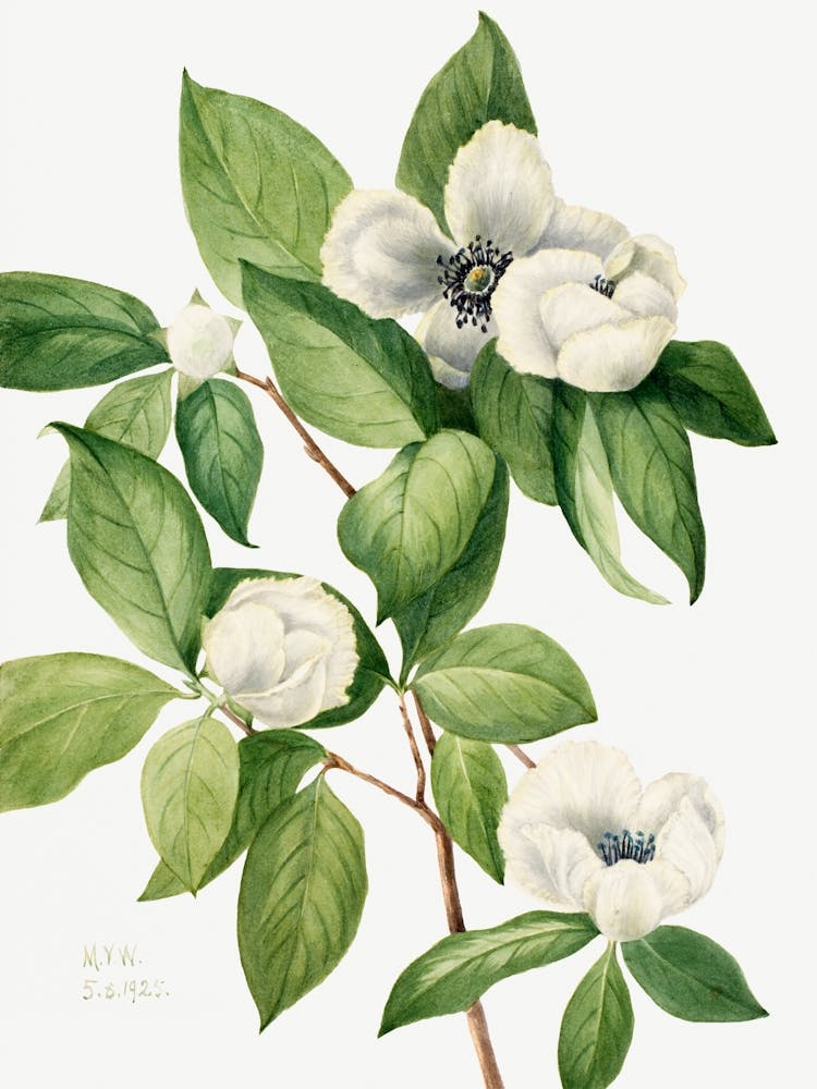 Vintage Botanical Mary Vaux Walcott _2732428