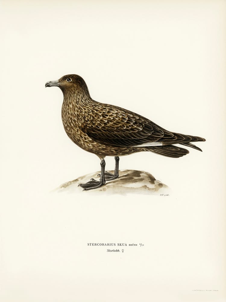 Great Skua, The Von Wright Brothers
