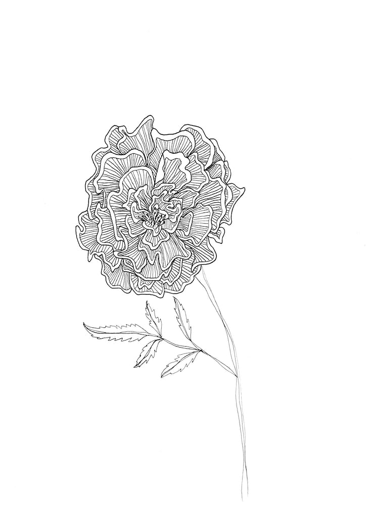 Marigold