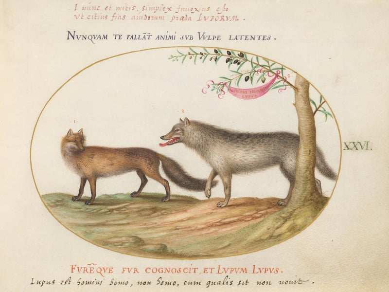 Animalia Qvadrvpedia Et Reptilia (1575 1580), Joris Hoefnagel