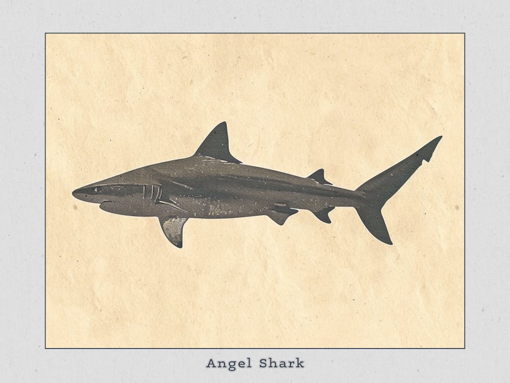 Angel Shark Silhouette 4 Poster