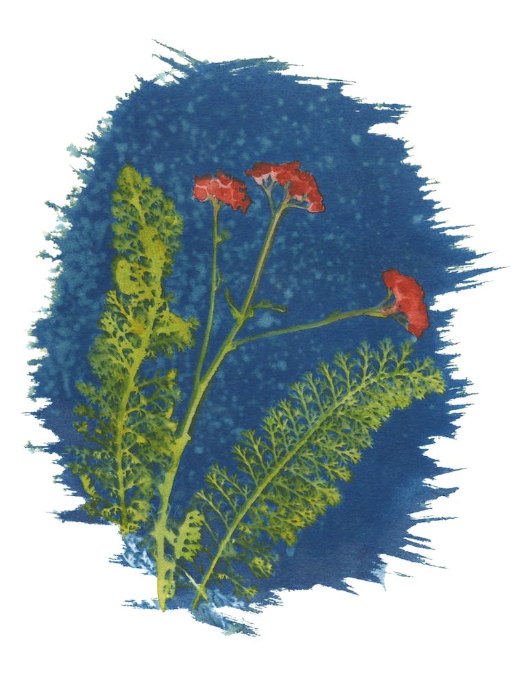 Verbena Morning