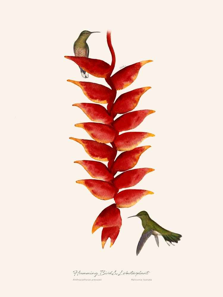 Hummingbird & Lobster plant