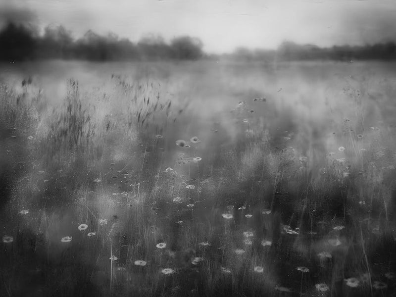 Dandelions