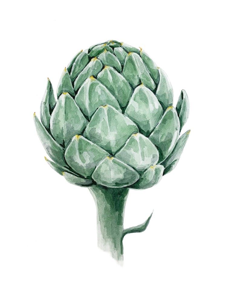 Botanical Study Of An Artichoke In Watercolor