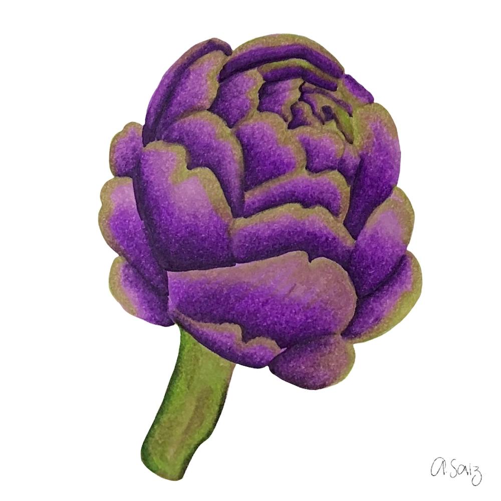 Artichaut violet