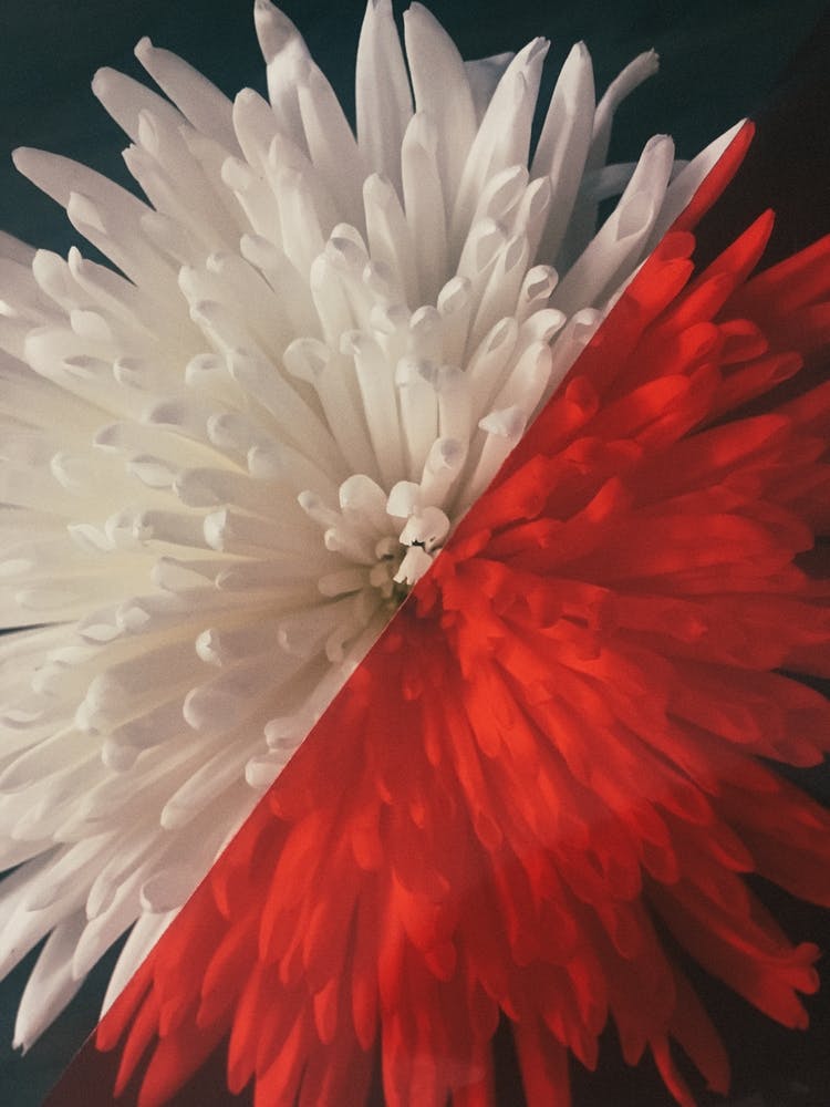 Floral Blossom