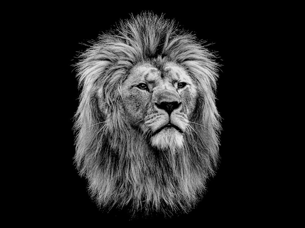 Lion Head 3