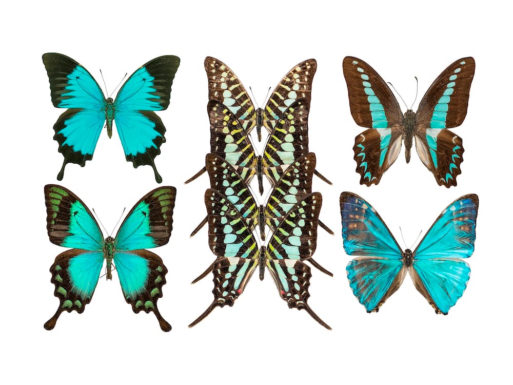 Collection Of Blue Butterflies