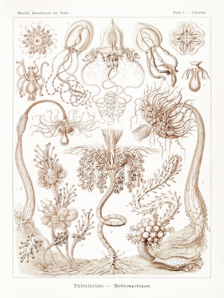 Jellyfish