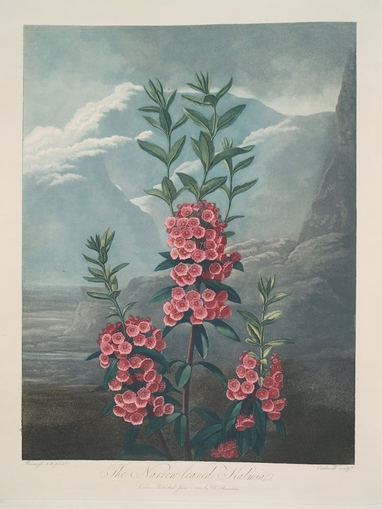 Narrow Leaved Kalmia (1799–1807)