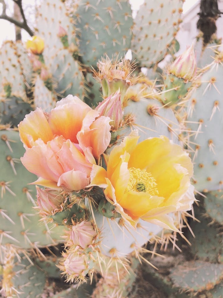 Prickly Pear Flowers Ii
