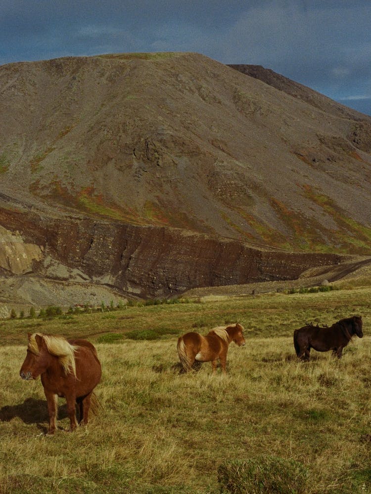 Icelandic Ponies
