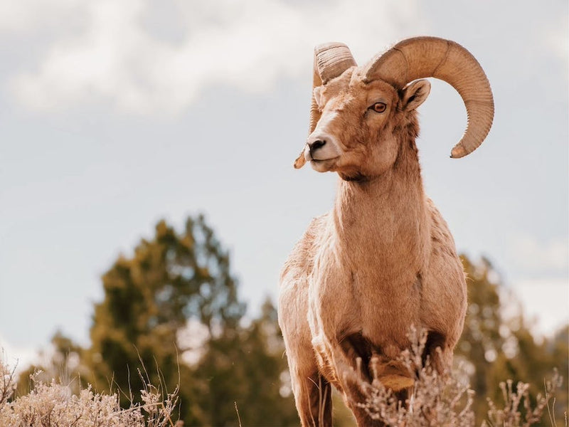 Texas Wildlife