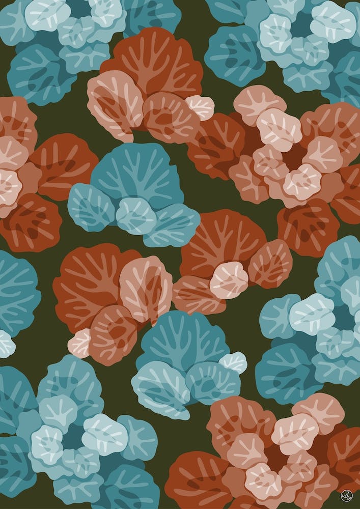 Feuilles De Saxifraga Brun Chocolat Et Turquoise