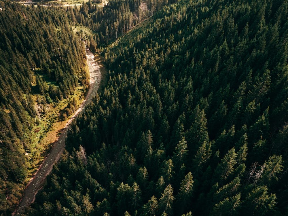 Road Through The Trees