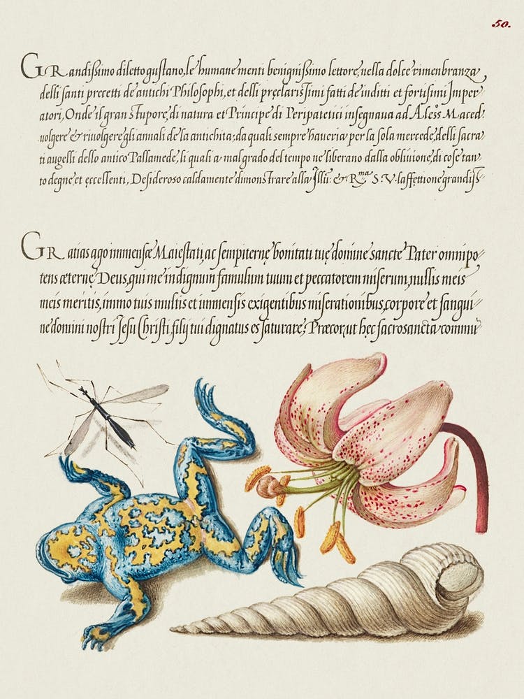 Water Gnat, Martagon Lily, Yellow–Bellied Toad, And European Screw Shell From Mira Calligraphiae Monumenta, Joris Hoefnagel