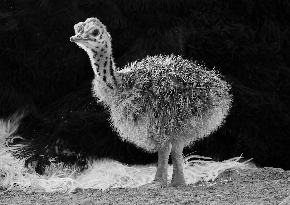 Ostrich Baby II