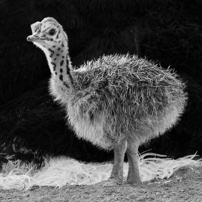 Ostrich Baby II