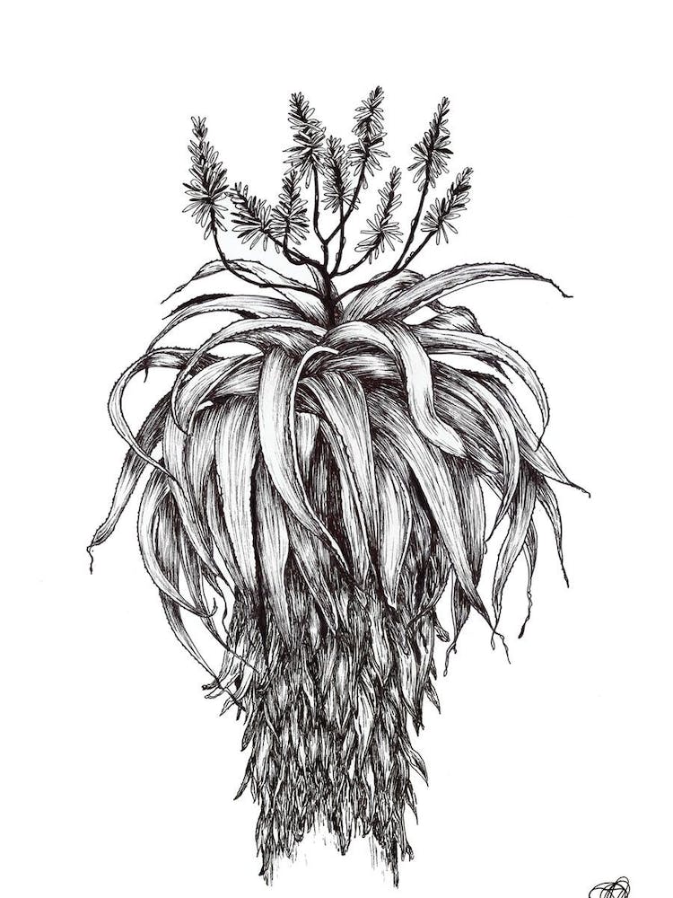 Black and White Aloe with Flowers