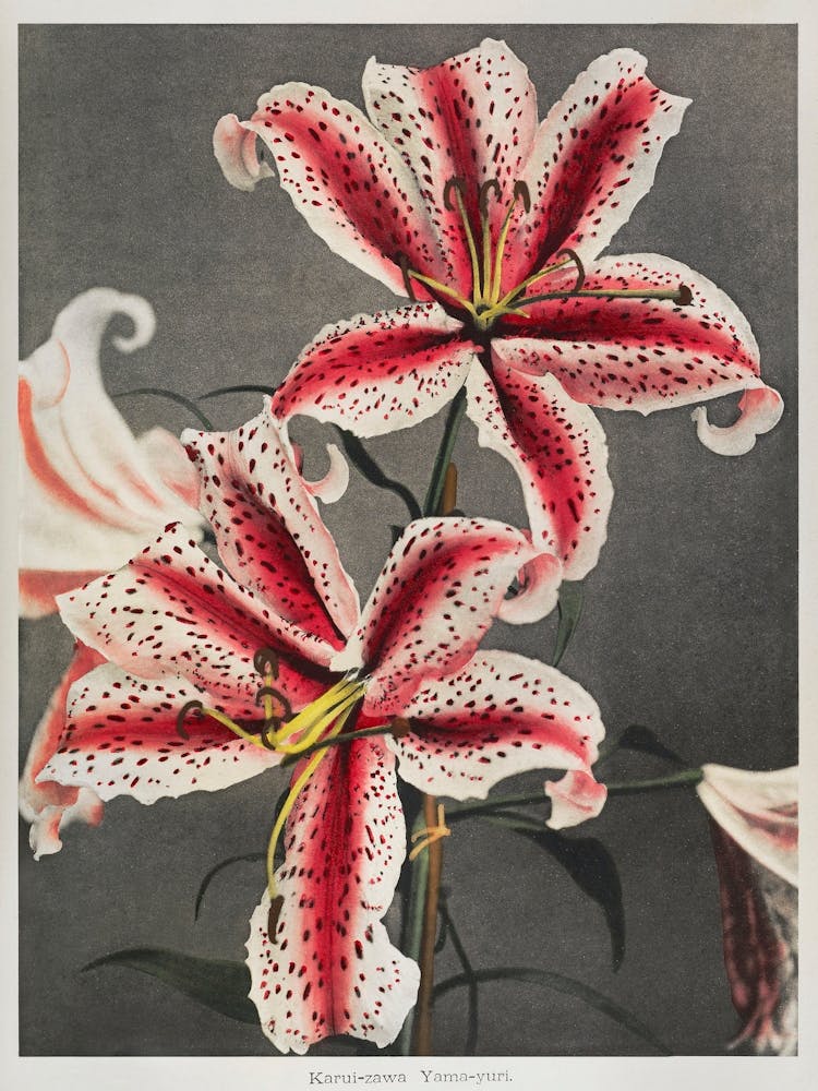 Lily, (1896), Kazumasa Ogawa