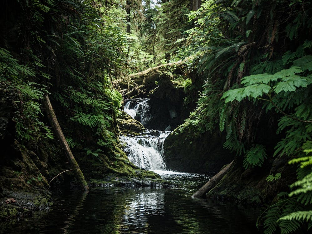 Rainforest Waterfall