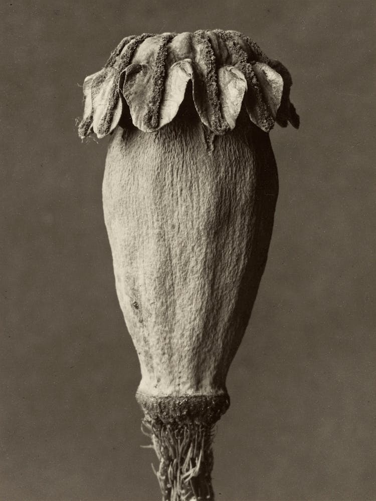 Papaver Orientalis, Karl Blossfeldt