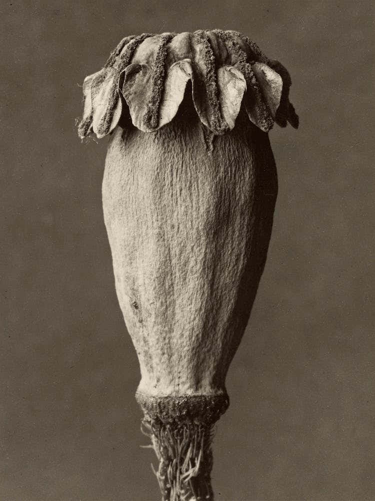 Papaver Orientalis, Karl Blossfeldt