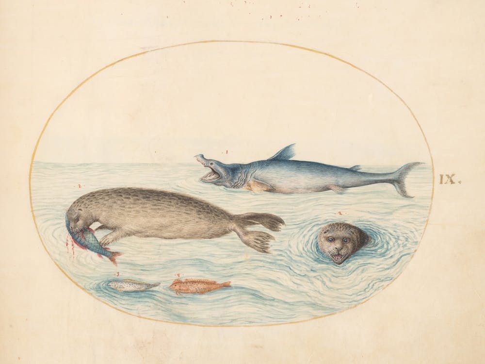 Animalia Aqvatilia et Cochiliata (c. 1575-1580), Joris Hoefnagel 7