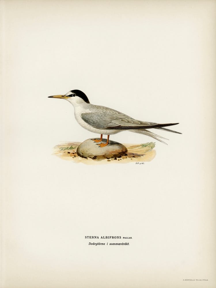 Little Tern (Sterna Albifrons), The Von Wright Brothers