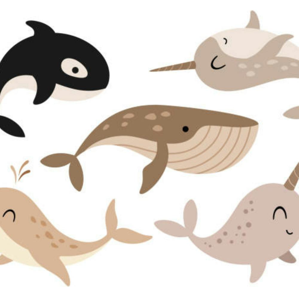 Cute Whales