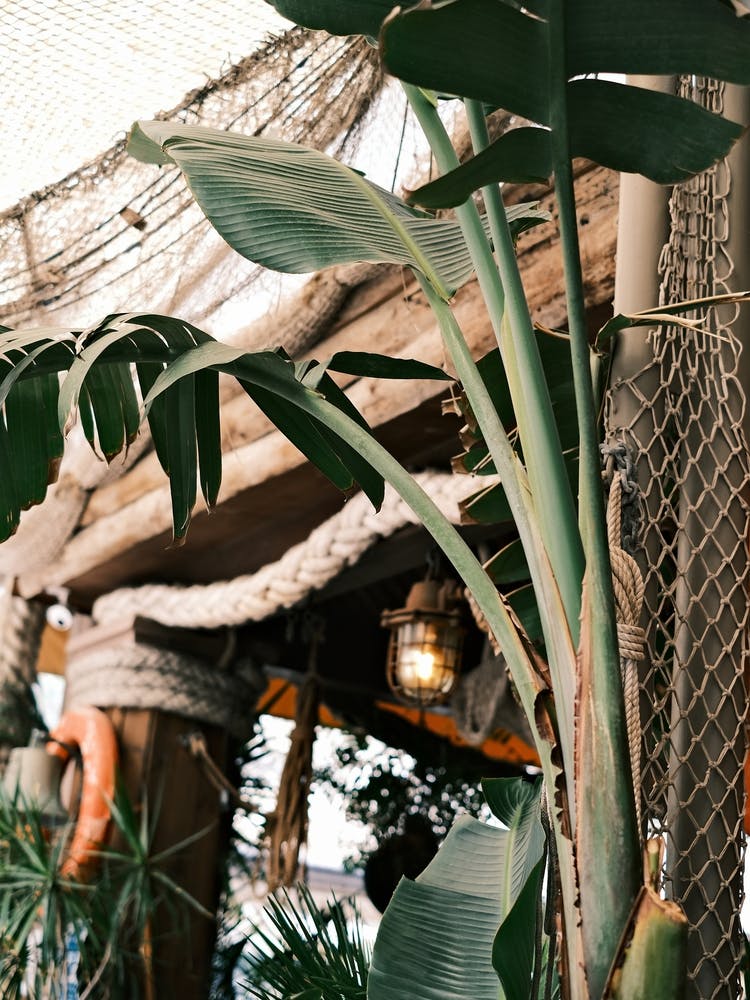 Cozy Botanical Nautical Corner in the garden // Ibiza Travel Photography