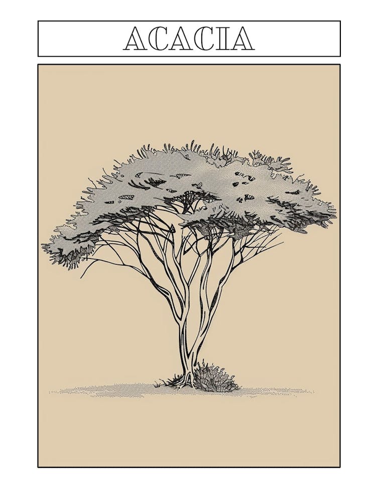 Acacia Tree Minimalistic Drawing 2 Poster