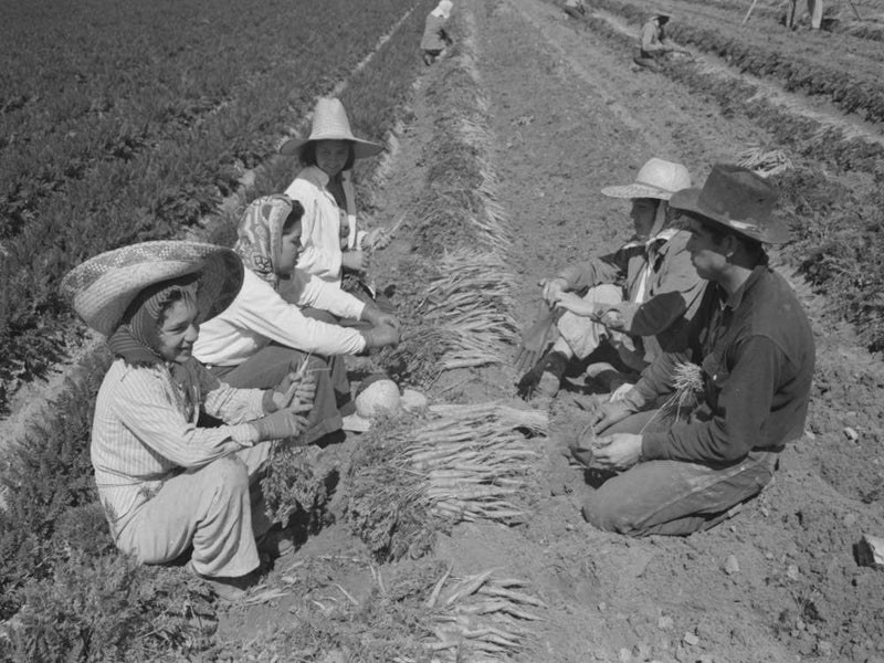 Agricultural Workers Bunching Carrots, Yuma County, Arizona By Russell Lee