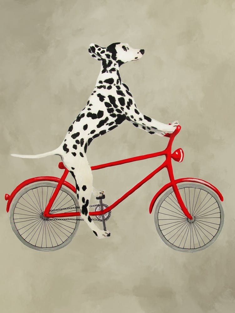 Dalmatian On Bicycle