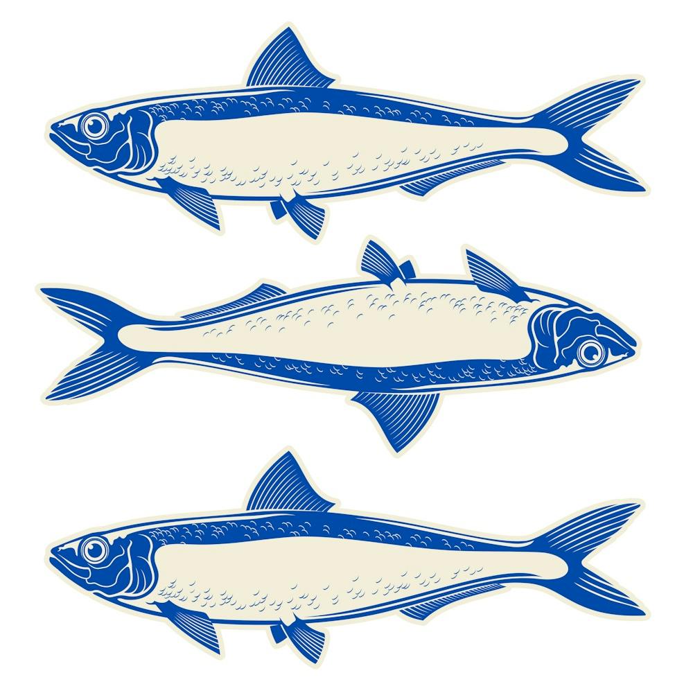 Sardine 1