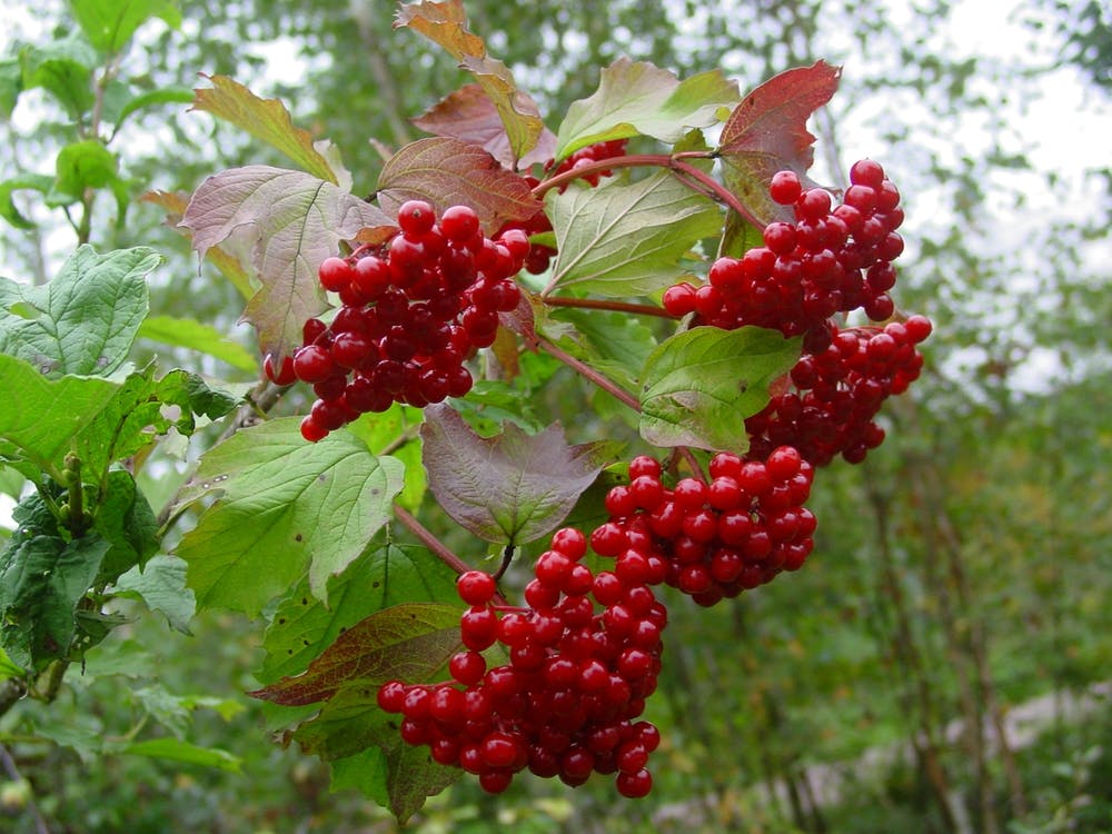 Rote Beeren 1