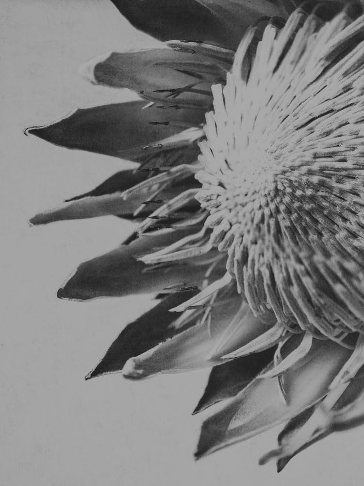 Gros plan noir et blanc de Protea