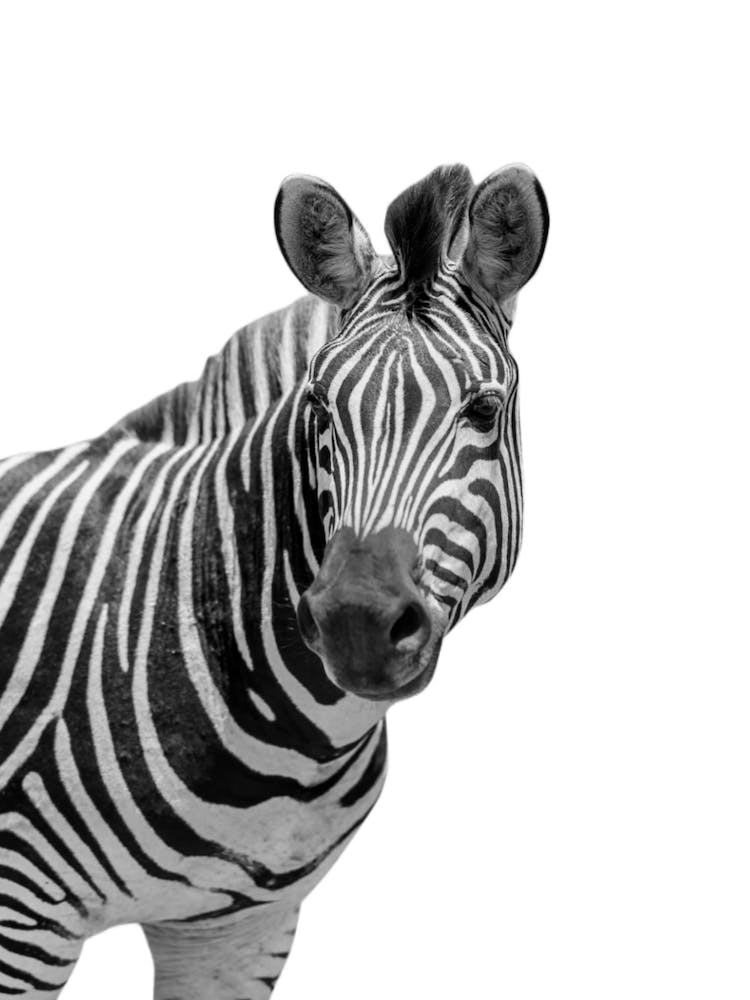 Zebra Animal Portrait