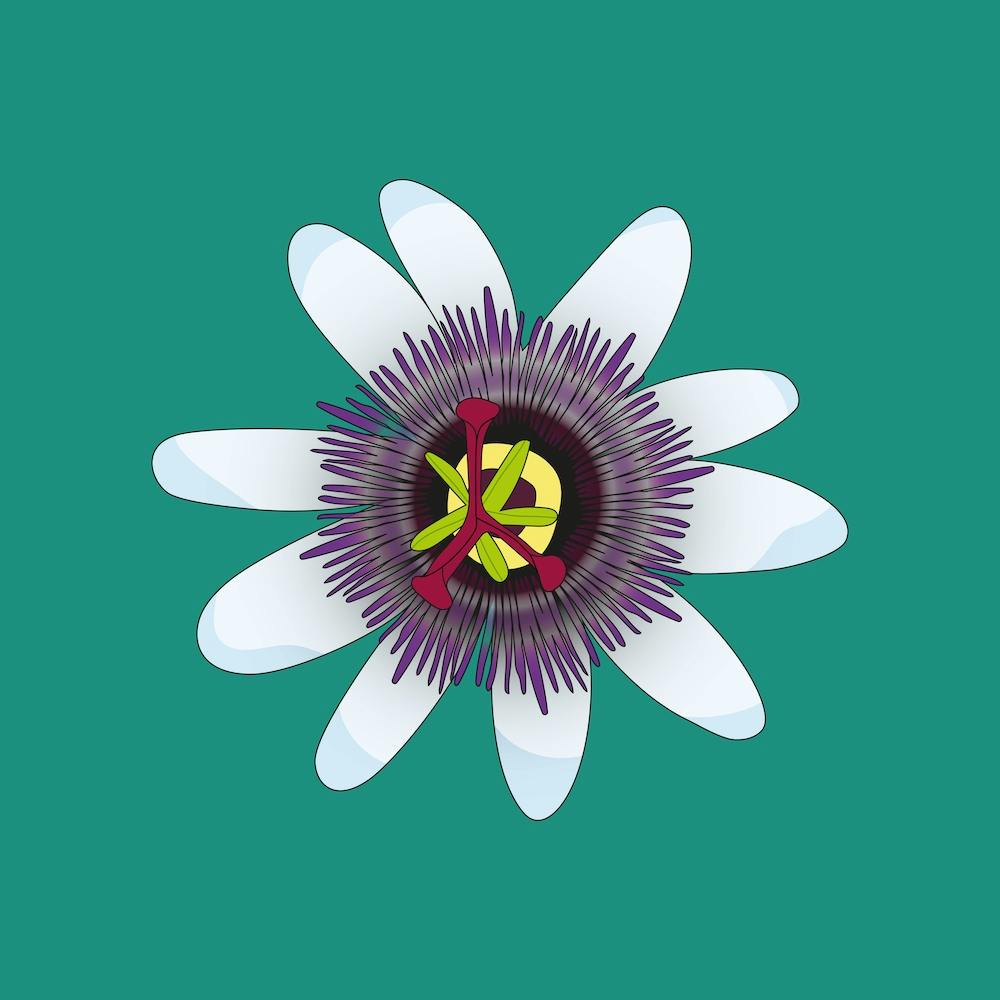 Turquoise Passionfruit Flower Square