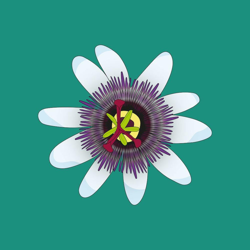 Turquoise Passionfruit Flower Square