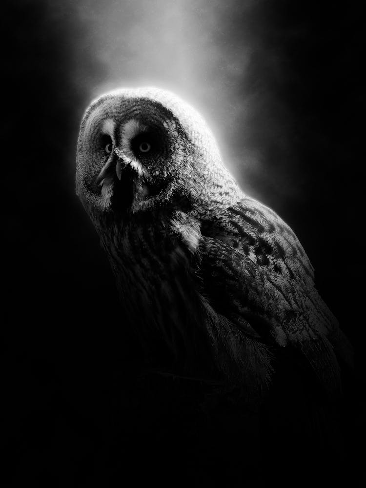 Owl In The Dark