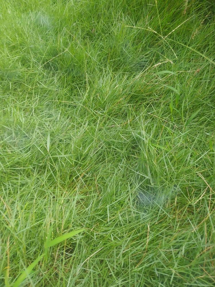 Grass