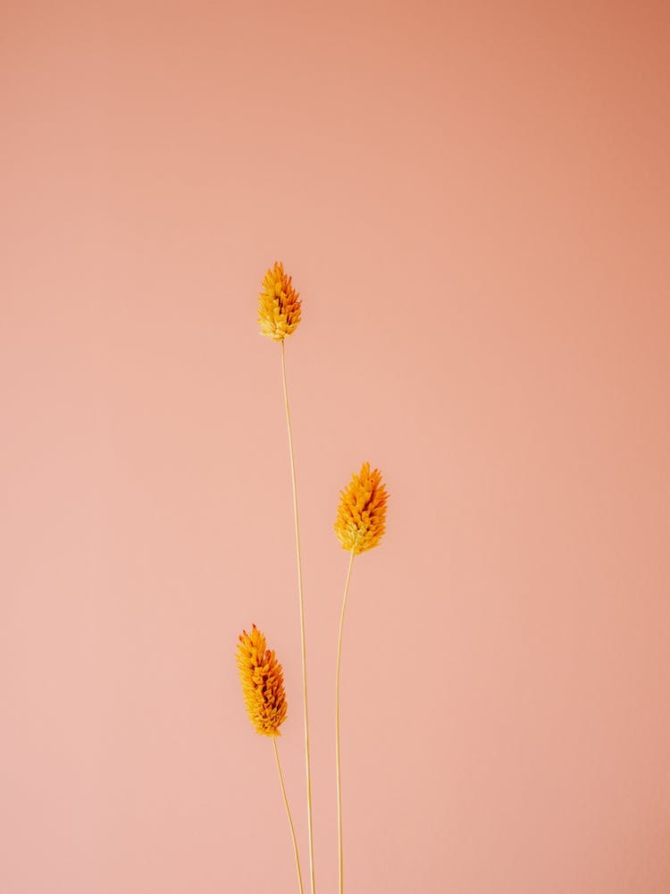 Orange And Coral Botanical