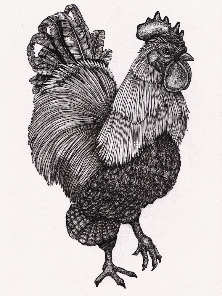 Rooster in Black and White Ink