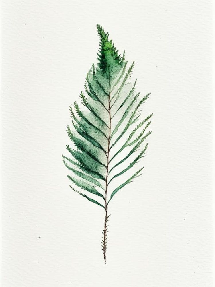 Douglas Fir Needle Leaf Minimalist Watercolour 3