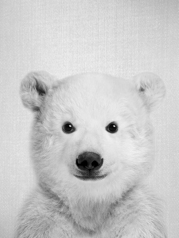 Baby Polar Bear - Black & White