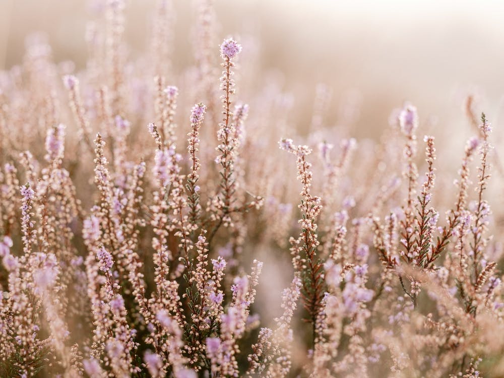Morning Bloom