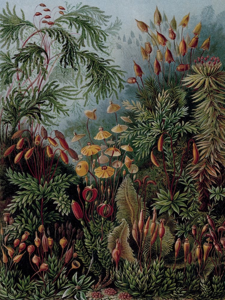 Vintage Haeckel 17 Tafel 72 Laubmoose